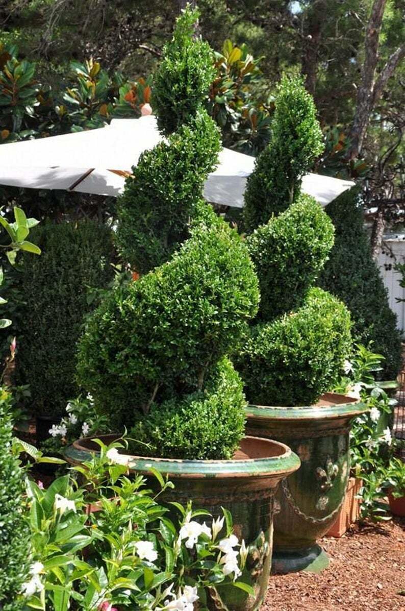 Live Plant - Green Mountain Boxwood Shrub/Bush - Live Potted Plant - 6-12" Tall - Quart Pot