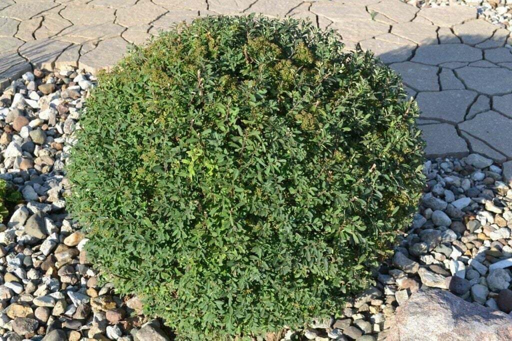 Live Plant - 2 Snowmound Spirea Mounded Shrubs - Live Plants - 6-12" Tall - Quart Pots