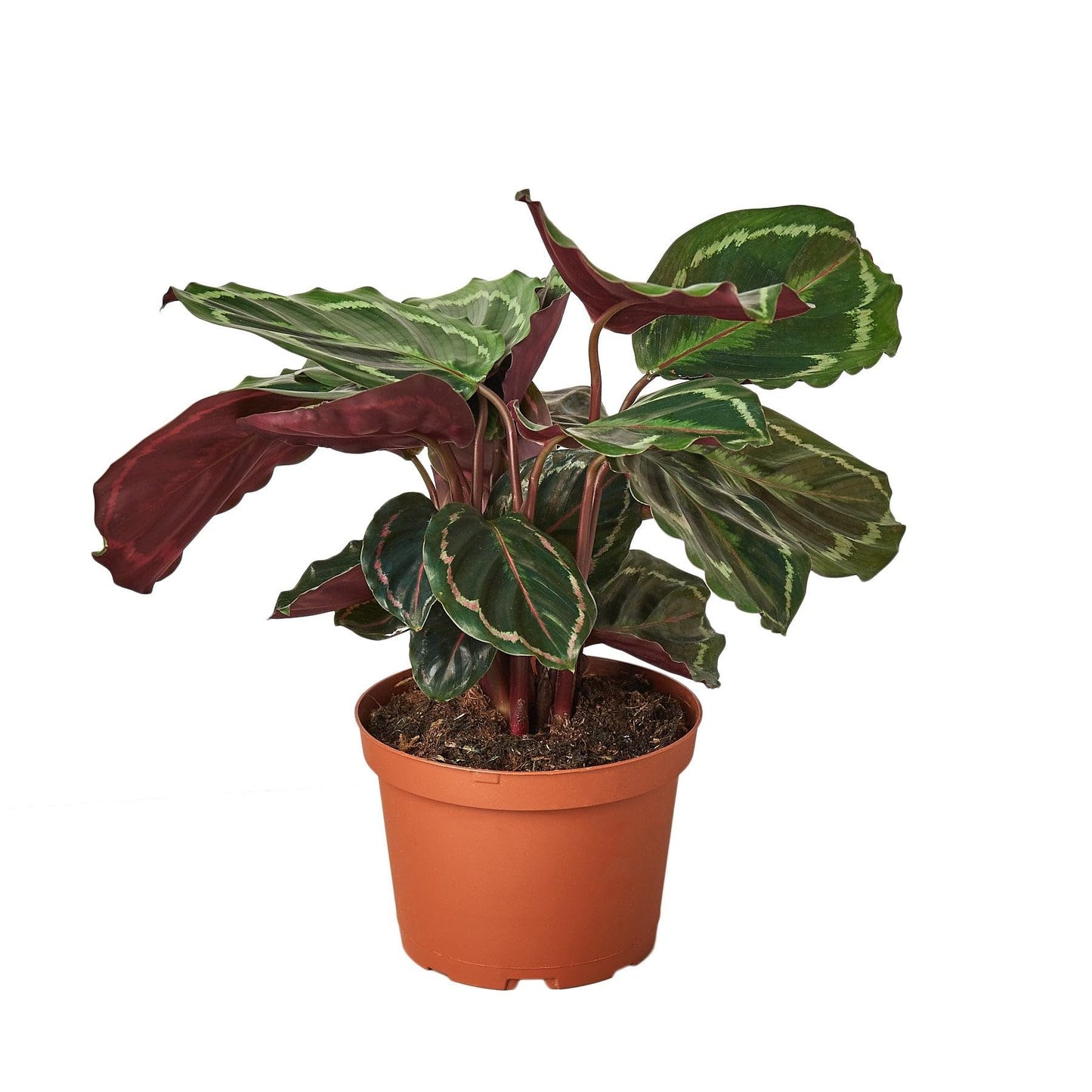 8 Pack Calathea Roseopicta 'Medallion' in 4in Pot - Live Plants Tropical Houseplants | Variegated | USA Growers | The Snobby Leaf
