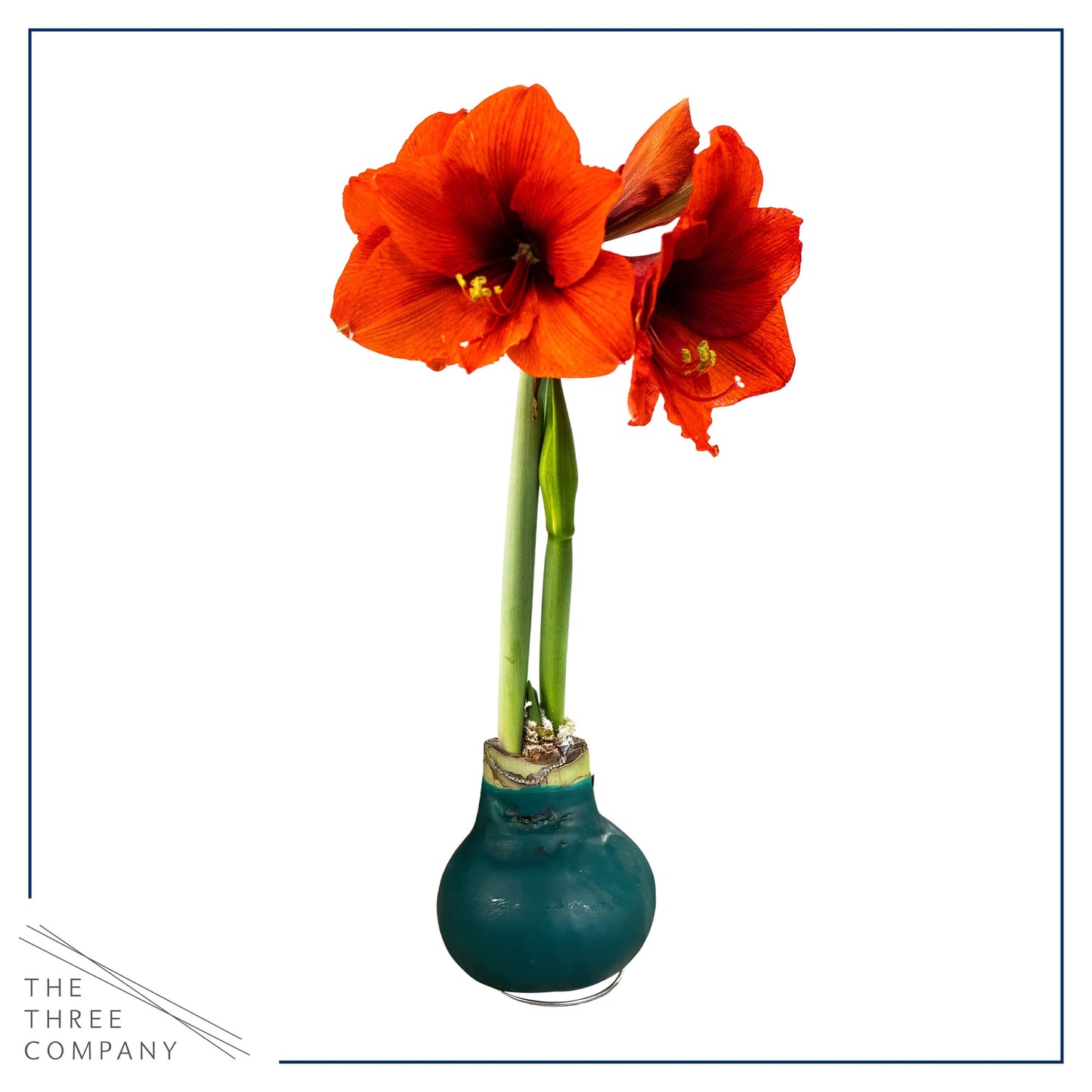 Waxed Amaryllis Bulb – Green Wax with Red Blooms – Live Holiday Gift Plant, Easy Care, No Watering Needed