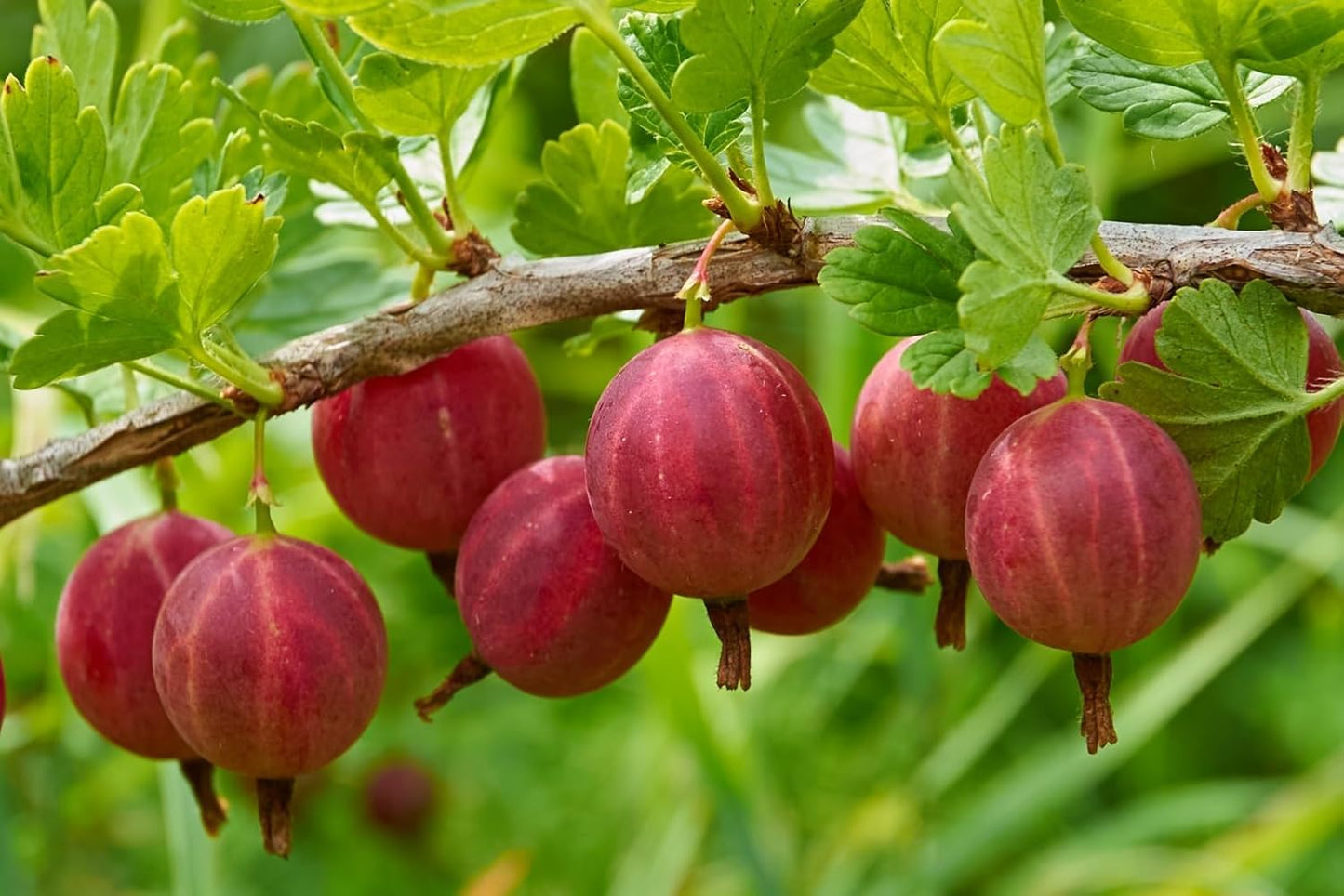 Red Gosseberry Bush Seedling for Growing - 1 Year Well Rooted Plants - Ready to Plant - Hinnomaki Gooseberry (1 Seedling)