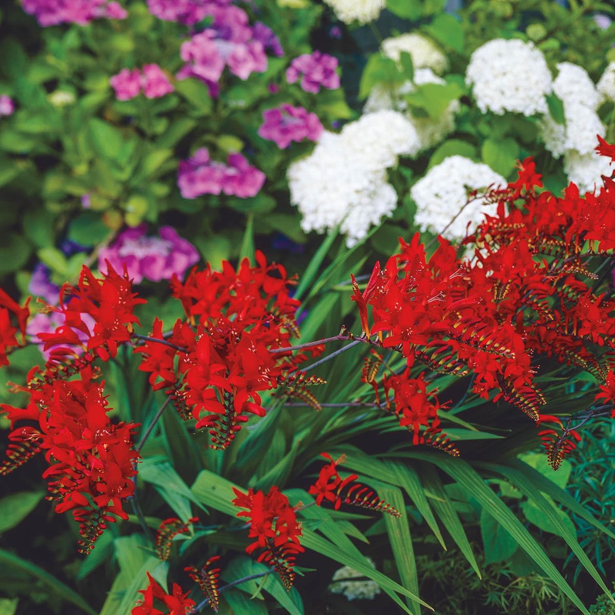 BRECK'S - Lucifer Red Flowering Crocosmia Dormant Bare Root Summer Flowering Bulbs, 10 Bulbs per Offer