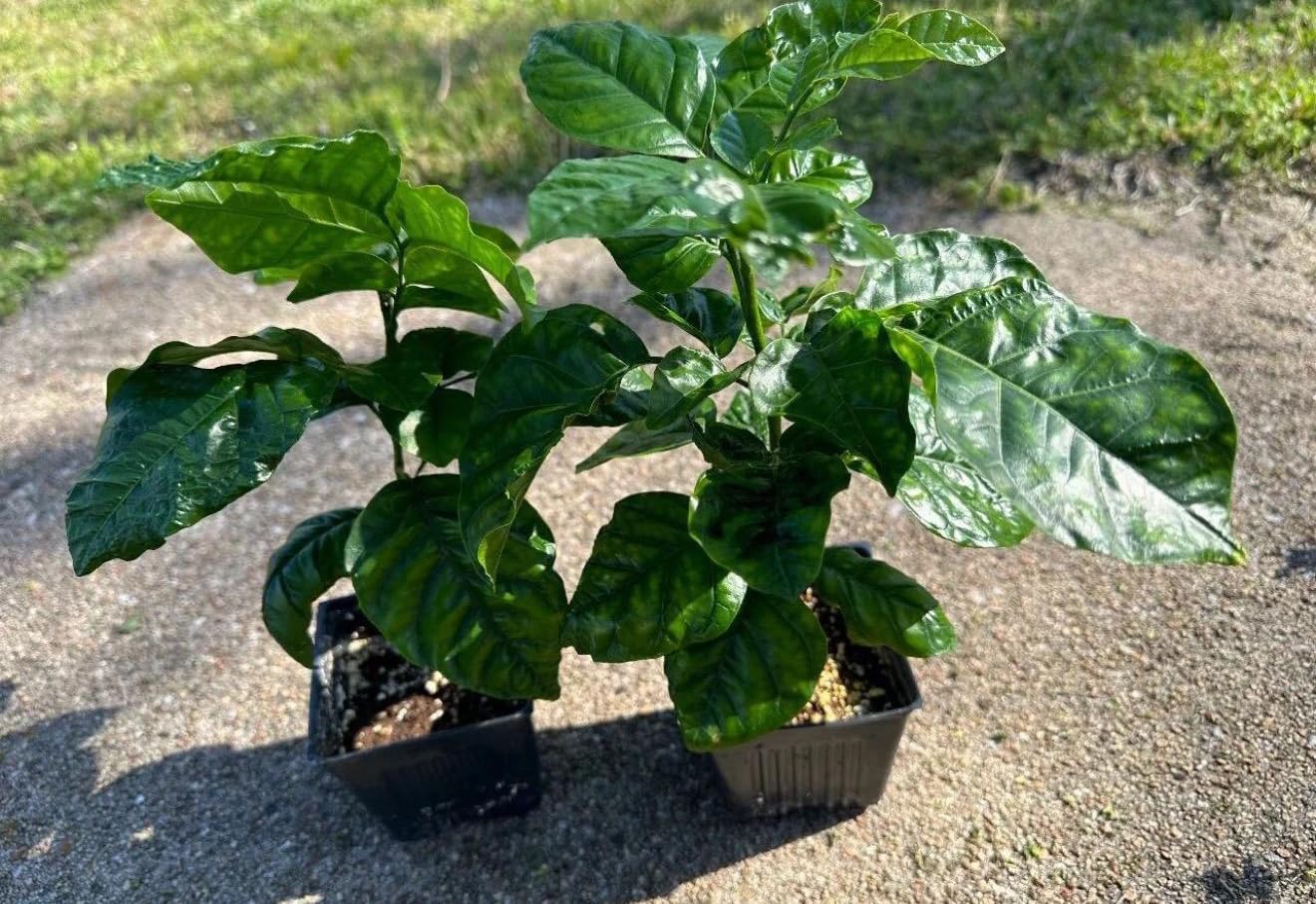 Big Wampi (clausena lansium) Wampee Tropical Live Fruit Tree (2-3ft) Plant