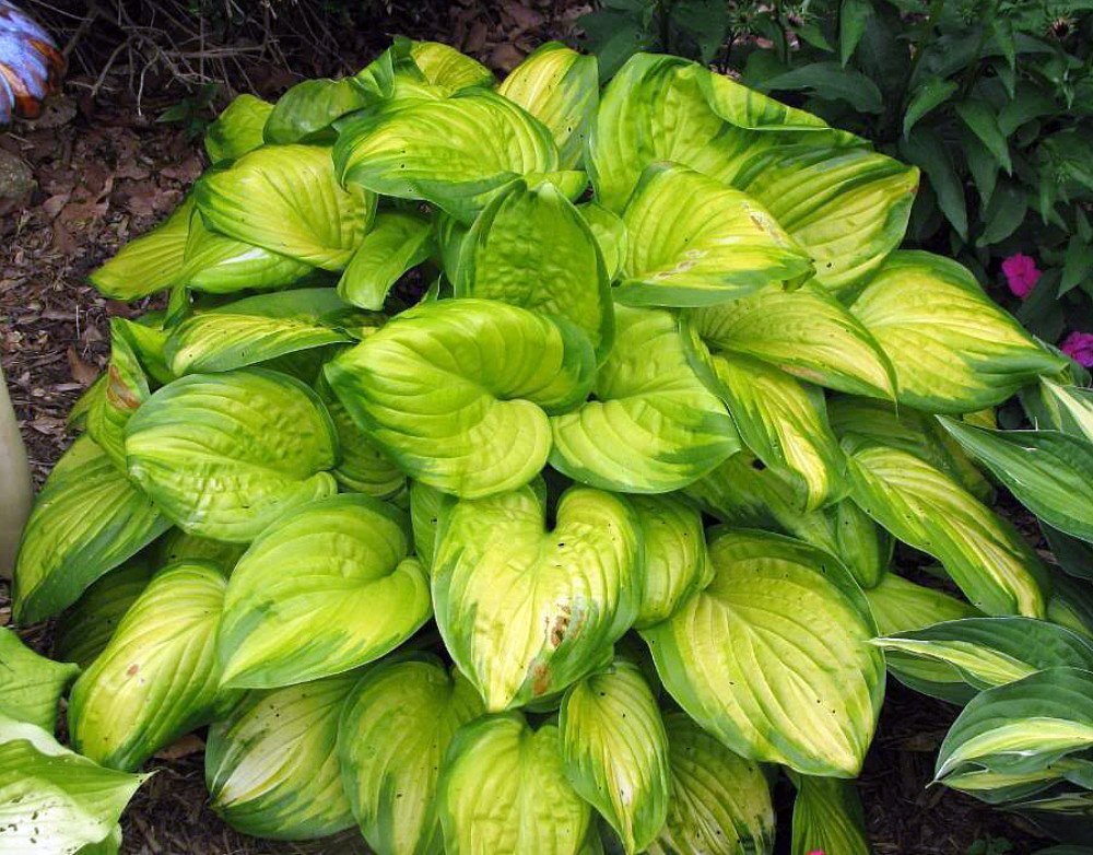 Stained Glass Hosta - HOSTA of The Year 2006! - Live Plant - Quart Pot