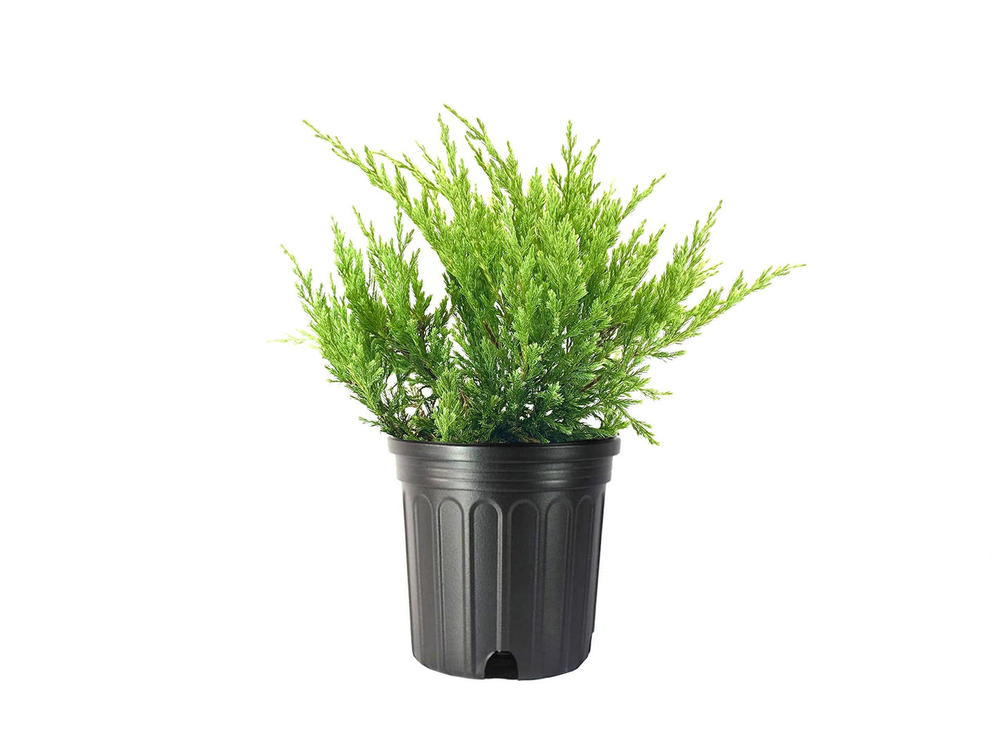Juniper Andorra Compacta - 2 Live Gallon Size Plants - Juniperus Horizontalis - Drought Tolerant Evergreen Cold Hardy Groundcover