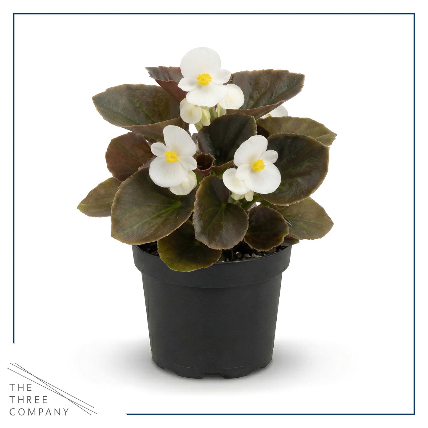 Live Begonia - Dark Leaf Assorted (4 Per Pack), Beautiful Shade Annual, Ships 8" Tall by 4" Wide in 1 Pt Pot