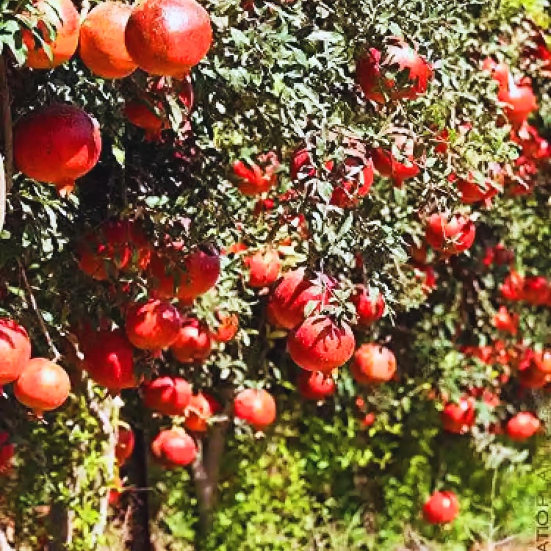 Pack 3 Pomegranate Tree Live Plant, Pomegranate Plant, Pomegranate Fruit Tree, Pomegranate Tree - Live Plant - Red Pomegranate Bush - Hardy Fruit Tree, Size 8 to 10 Inch Tall