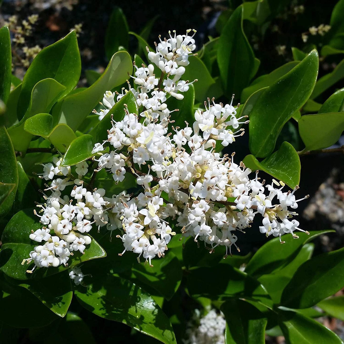 Ligustrum Waxleaf Privet | 1 Large Trade Gallon Size Plants | Blooming Evergreen Tree Privacy Hedge