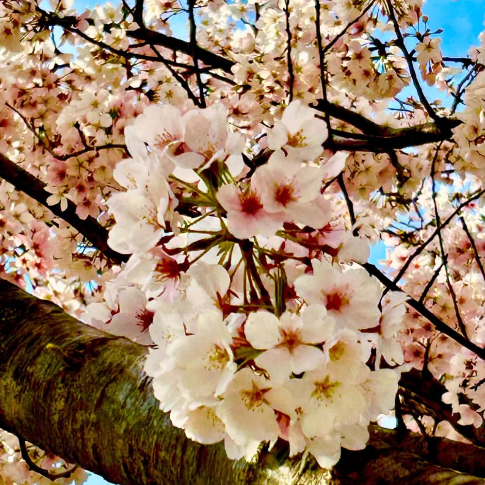 Cherry Blossom Tree, Live Ornamental Tree 6-12" Tall in Pot, Beautiful Spring Blooms for Outdoor Planting (White Cherry Blossom)