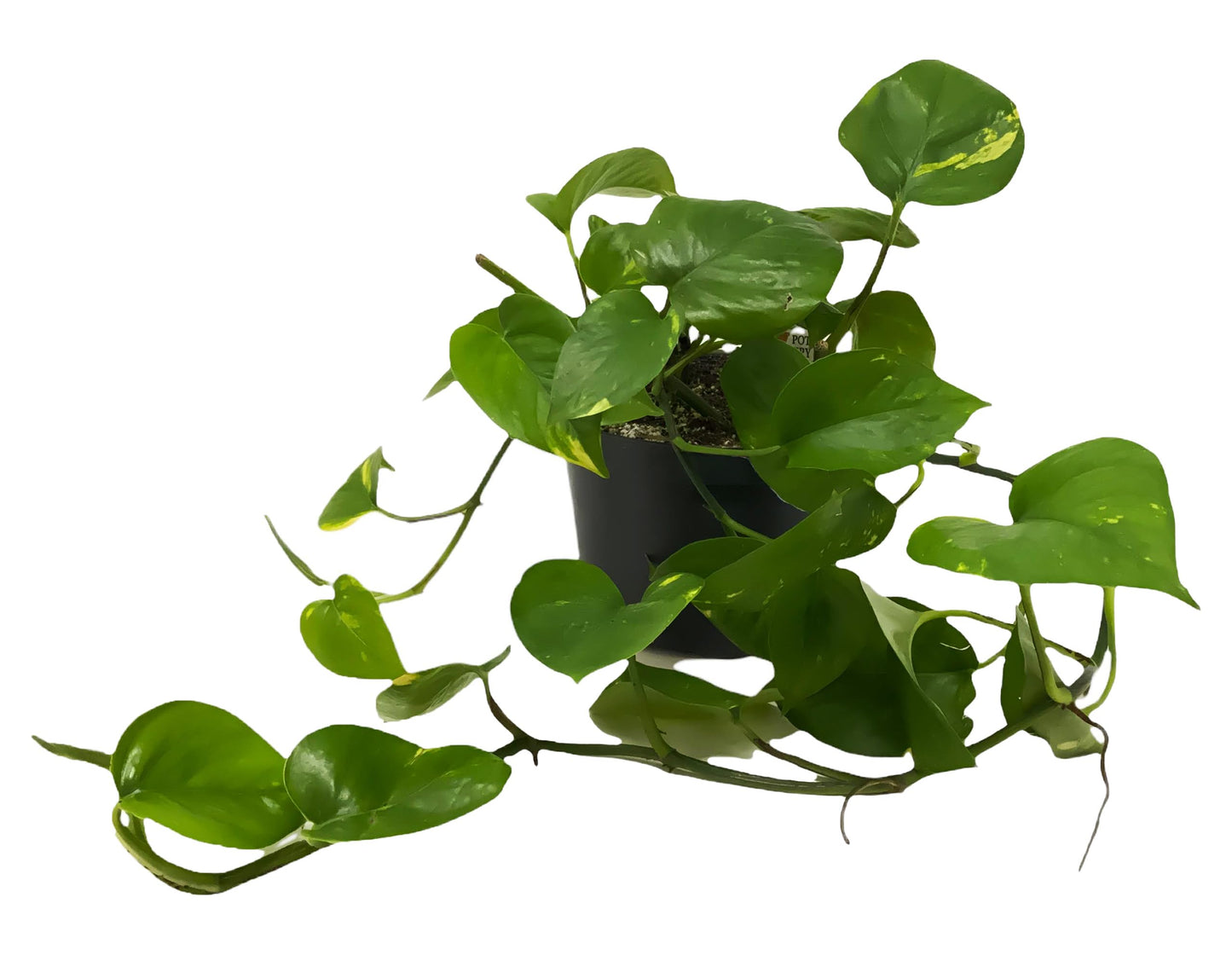 FlowerPotNursery Golden Devil's Ivy Pothos Ivy Epipremnum aureum 6" Pot