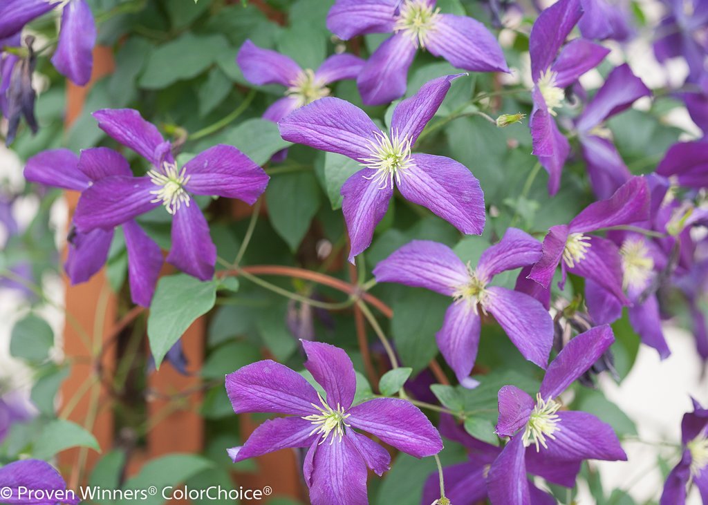 Happy Jack® Purple Clematis - 4" Pot - Proven Winners