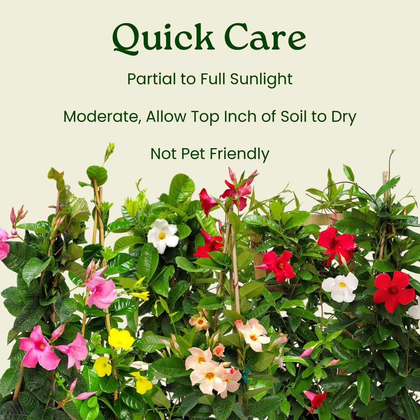 Mandevilla Live Flowering Plant - Red Mandevilla Plant Trellis - 18" Hoop, 18" to 20" Overall Height - 1 Gallon (Plant Only)