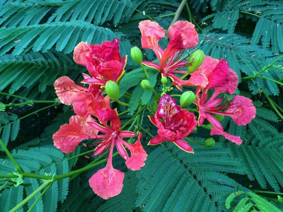 Live Plant - Royal Poinciana - Flamboyant/Flame Tree - 6-12" Tall Live Plant - Delonix regia