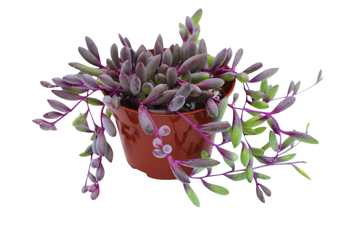 Live Succulent 4" Othonna Capensis Ruby Necklace, Succulents Plants Live, Succulent Plants Fully Rooted, House Plant for Home Office Decoration, DIY Projects, Party Favor Gift By The Succulent Cult