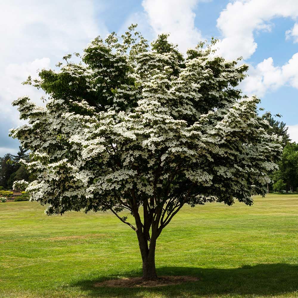 Kousa Dogwood Tree - 12-24" Tall Live Plant - White Ornamental Japanese Flowering Tree - Cornus kousa