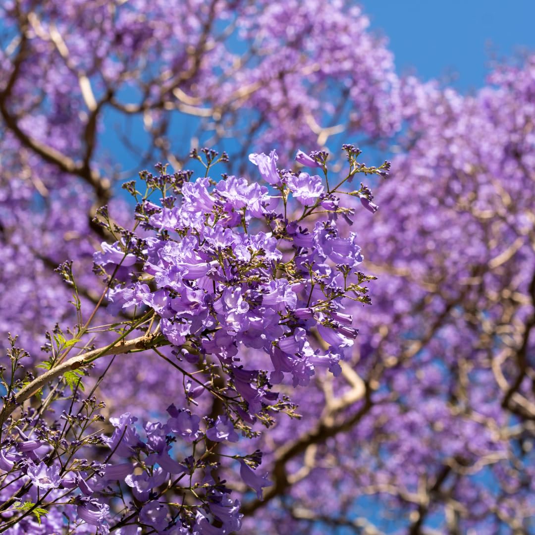 Live Jacaranda Tree Plant, Purple Blue Flowering Jacaranda, 6-10 Inches Tall for Indoor or Outdoor Gardens