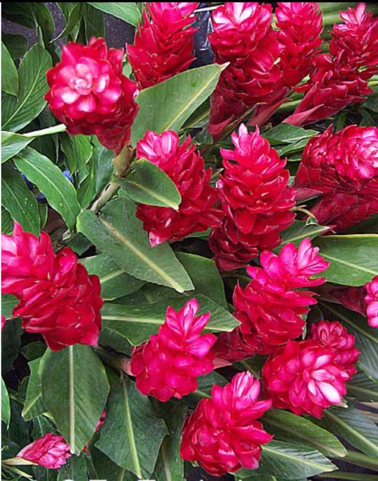 Live Plant - Hawaiian Red Ginger-Alpinia Purpurata- Small Rooted Starter Plant