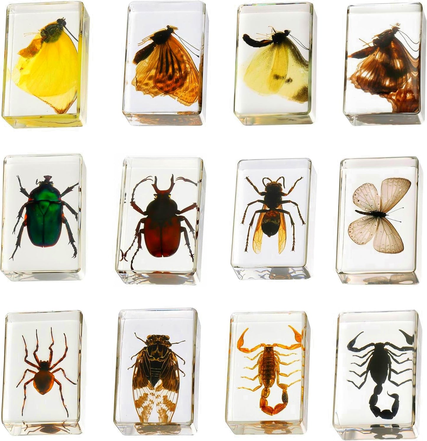 12 Pcs Insect in Resin Collection - Educational Bugs Specimen Set for Kids, Perfect for Preschool, Classroom Science, and Home Displays