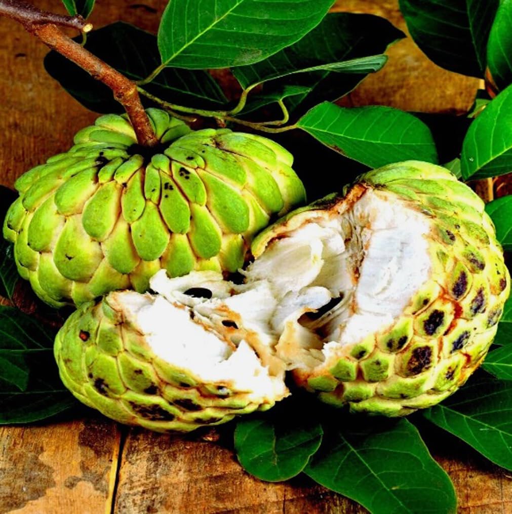 10PCS Custard Sugar Apple Fruit Tree Seeds Annona Squamosa Tropical Sweetsop Plant Fruit Tree Seeds