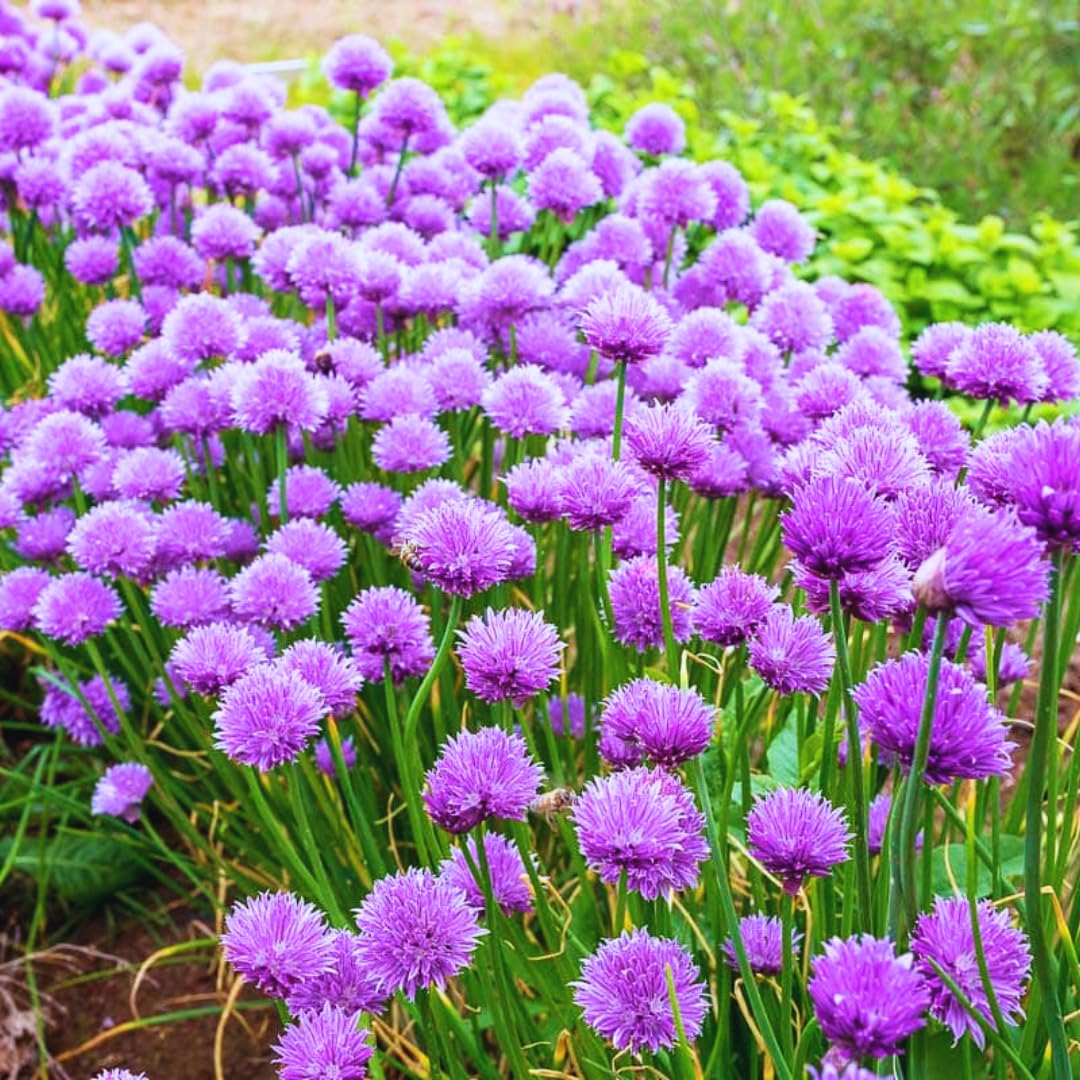10 Chives Plants Live for Planting Outdoors, Well Rooted, Perennial Plants