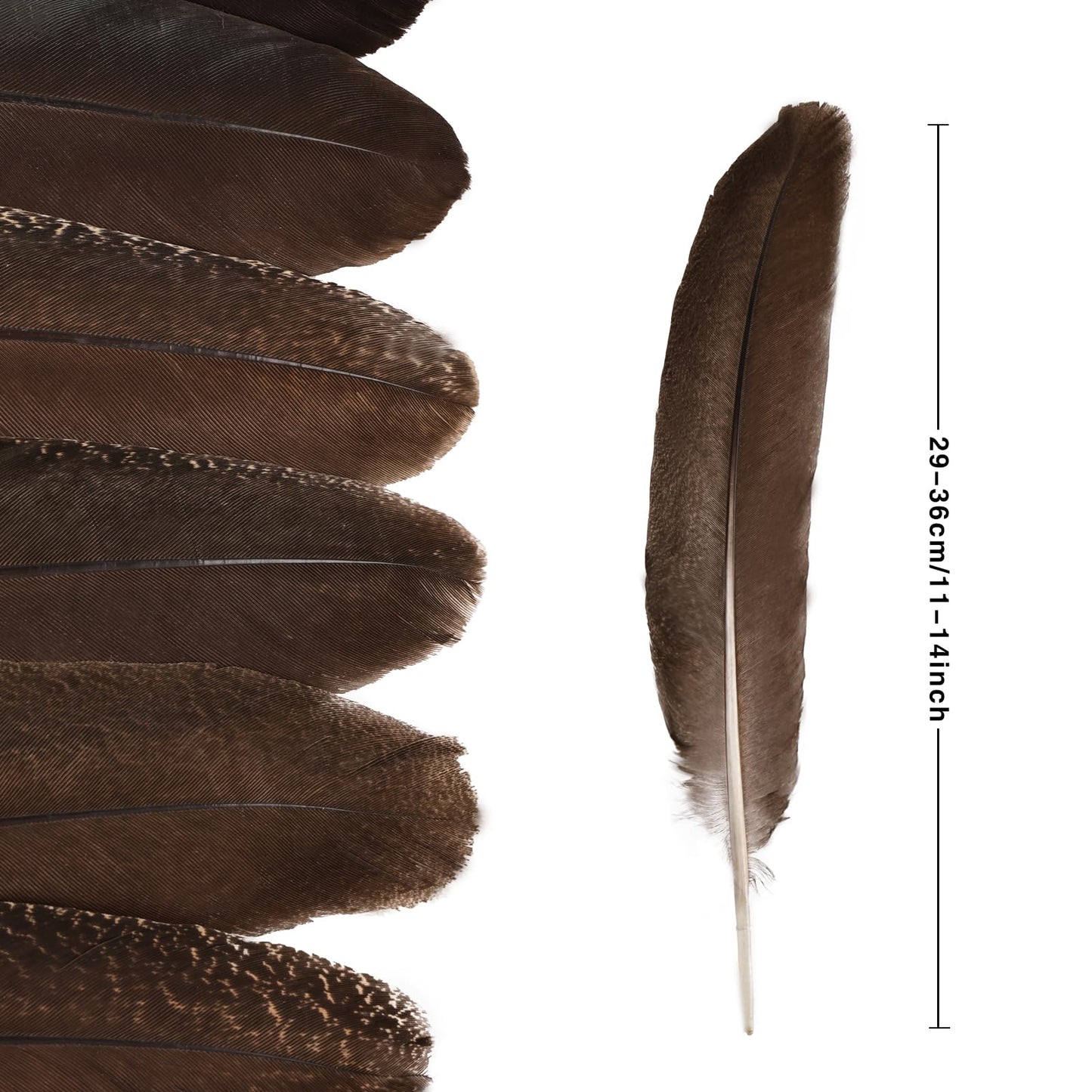 MehelloFeather Peacock Wing 11-14 Inch Natural Feather 6 Pcs Crafts for DIY Home Decoration Wedding Centerpieces Party Supplies