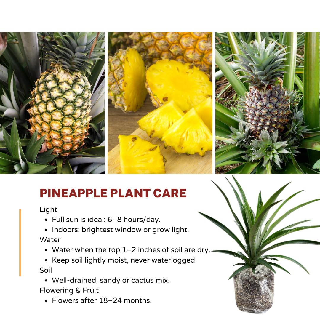 1 Sugarloaf Pineapple Plant Live for Planting, Sweet Pineapple Fruit Tree Live Plant 5 to 8 Inch Tall, Pineapple Starter Plants