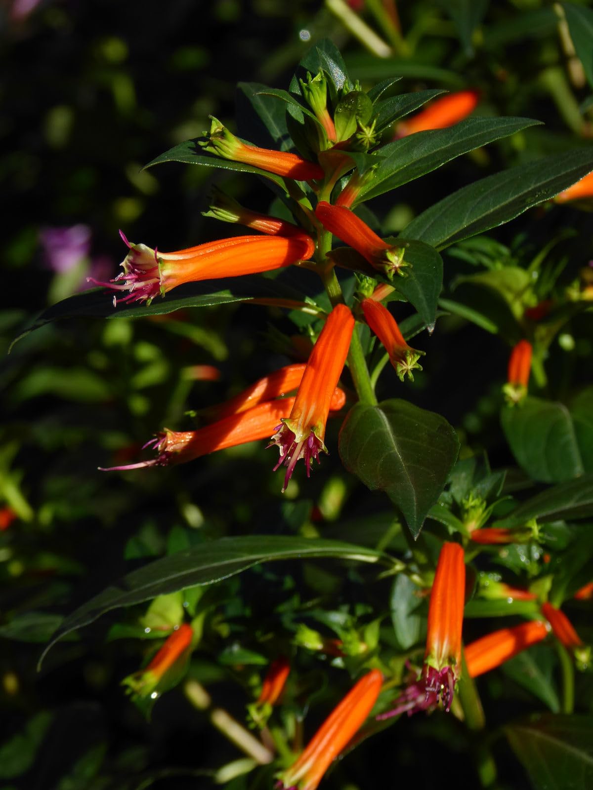 Big Cigar Cuphea Plant (Cuphea Ignea) - Pack of 2 (Two) - 5-9" Live Plants - Orange Firecracker Flower - Hummingbird Magnet - Heat Tolerant Non-Stop Bloomer for Patio Pots