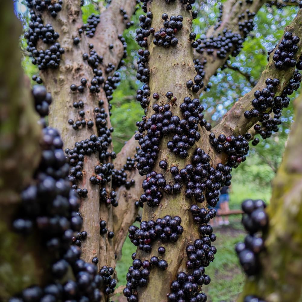 Jabuticaba Fruit Tree for Planting | Jaboticaba Live Tree | 2.5–3 Ft Potted Tropical Fruit Tree | Sweet Edible Berries for Home Gardens Patios & Containers | No Ship to CA,HI,AK