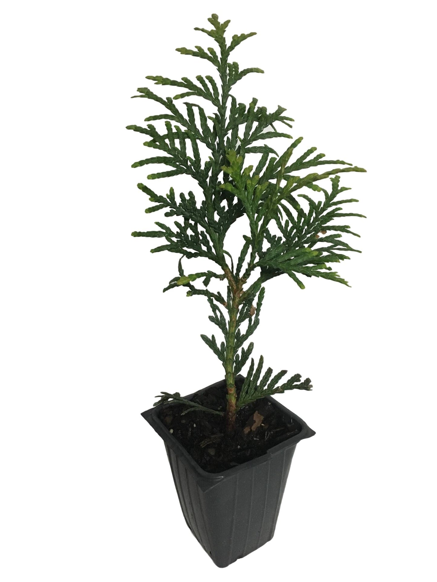 10 Arborvitae Green Giant Thuja Plicata 2.5 inch Pot 6-12" Tall