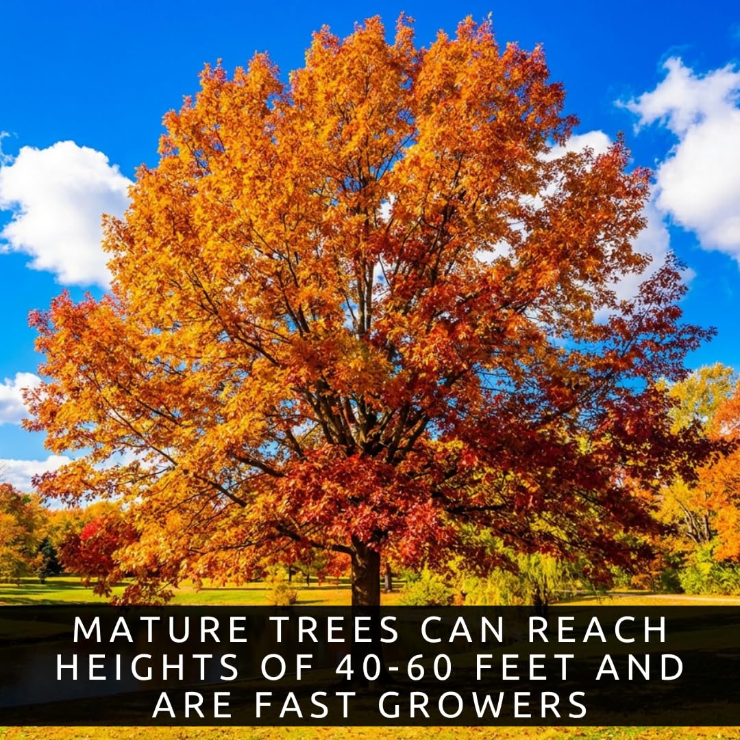 3 Willow Oak Trees Live Plants Bare Root – Quercus phellos Seedlings – Fast Growing Shade Trees for Landscaping, Privacy Screens, Yard Planting & Native Outdoor Trees