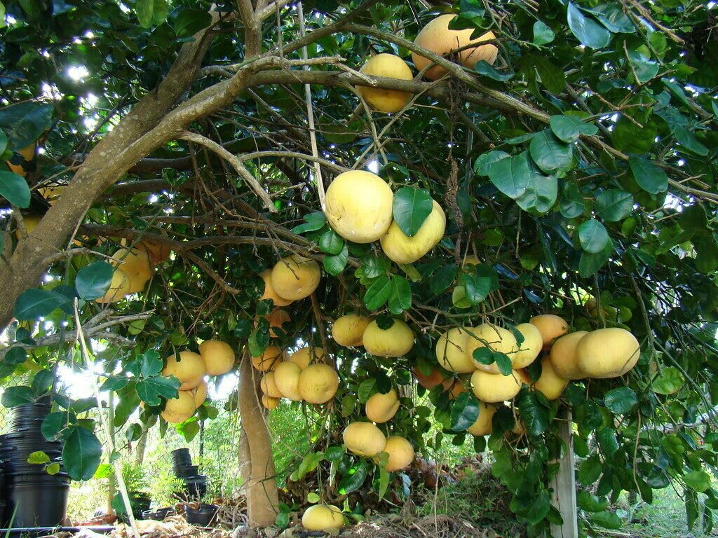 Live Plant - Hirado Buntan Pummelo Tree - 26-30" Tall Live Plant - Gallon Pot - Citrus Maxima