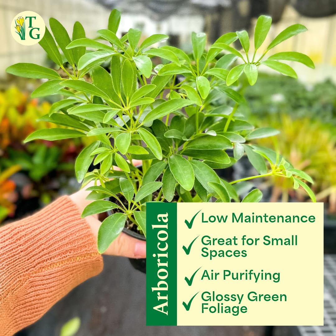 Thorsen's Greenhouse Live Arboricola Umbrella Tree Plant, Schefflera Arboricola, Natural Air Purifier, Easy to Grow, Live Indoor Houseplant, 6-inch Diameter (Sage (6" Pot))