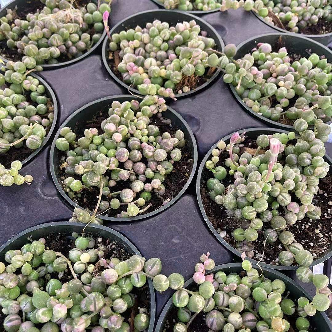 Live Succulent Plants String of Pearls Variegated(4" Pot)