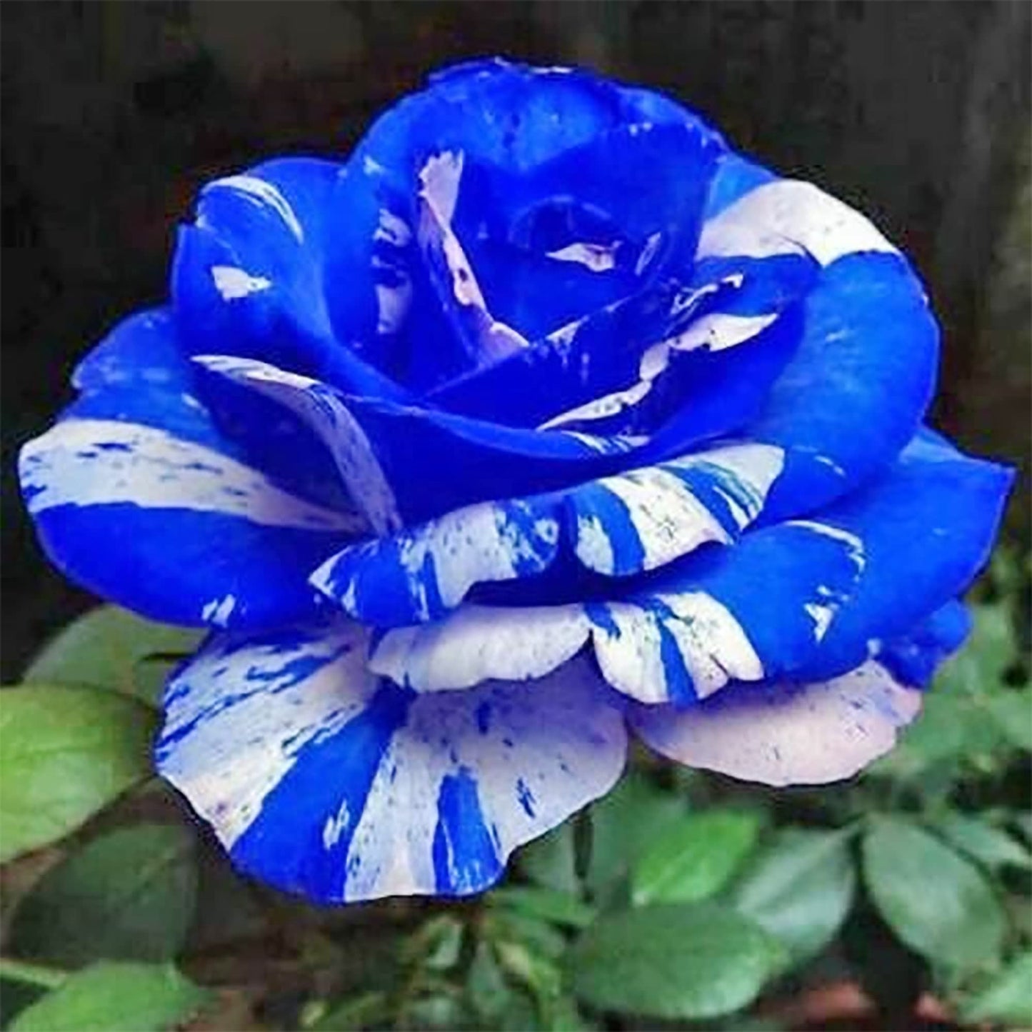 QAUZUY GARDEN 20 Blue Dragon Rose Rosa Seeds for Planting | Rare Striking Beautiful Stripe Rose Bush Seed for Garden Yard & Attract Pollinators