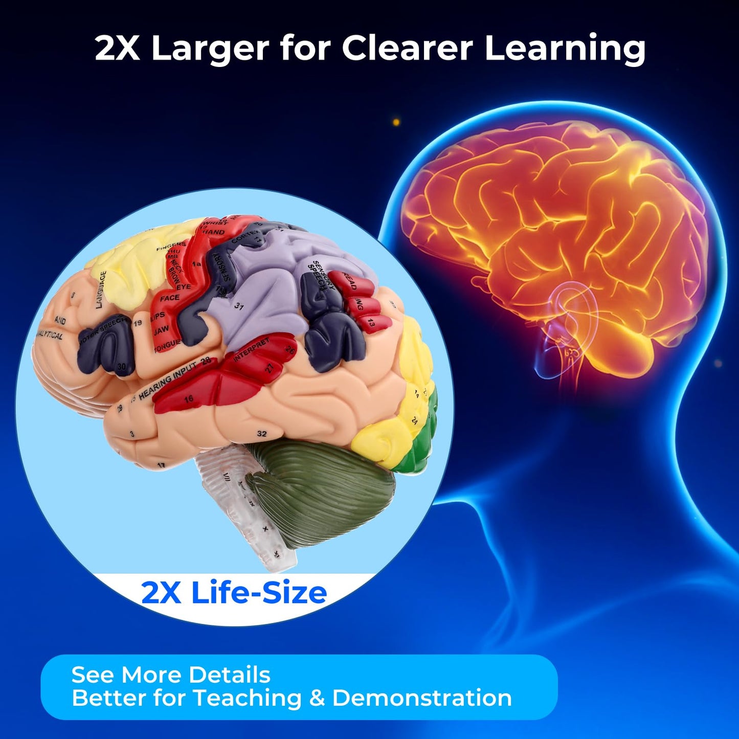 Human Brain Model 2X Life Size, Brain Anatomy Model with 131 Labeled Structures, 4-Part Detachable, Laser-Engraved Labels, Anatomical Brain Model for Neuroscience Psychology Medical Education