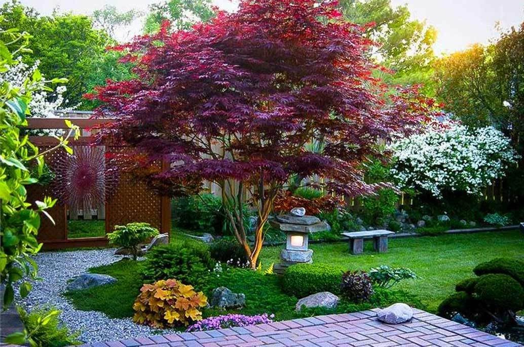 Live Plant - Bloodgood Japanese Maple Tree - 24-36" Tall, Gallon Pot - 2-3 Ft Tall Live Plant