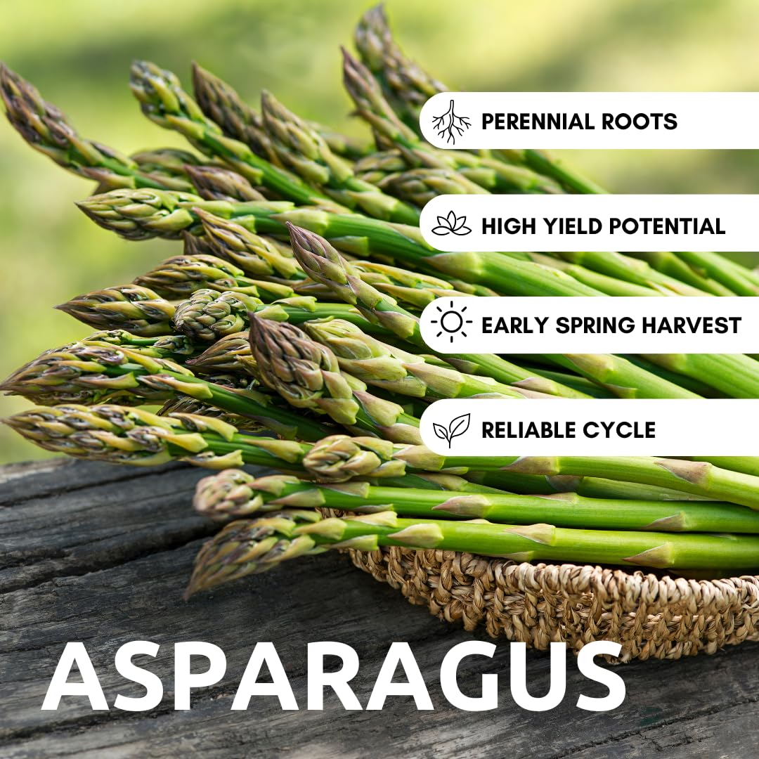 Mary Washington Live Asparagus Bare Root Plants - 2yr Crowns - (10 Crowns) Can Not Ship to California