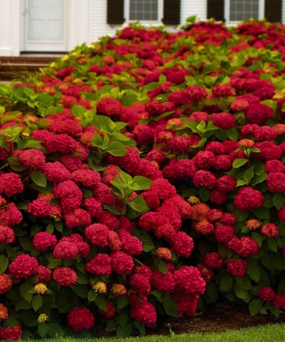Live Plant - Hydrangea Starter Plant Opens White Then Pink Then to Blood Red
