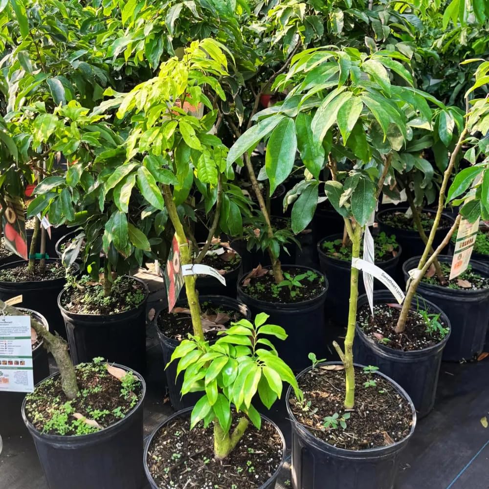 Lychee Tree Live Plant, 3 Gallon Pot, Grafted Lychee Tree, 3-4 Ft Tall Tropical Sweet Litchi Fruits Plant, No Ship to CA