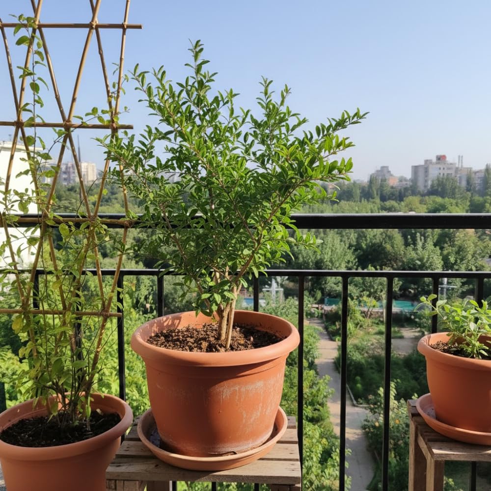 Pomegranate Tree Live Plant, Pomegranate Plant, Well Rooted 2 Feet Tall, Sweet Fruit Tree for Patio and Garden, No Ship to CA