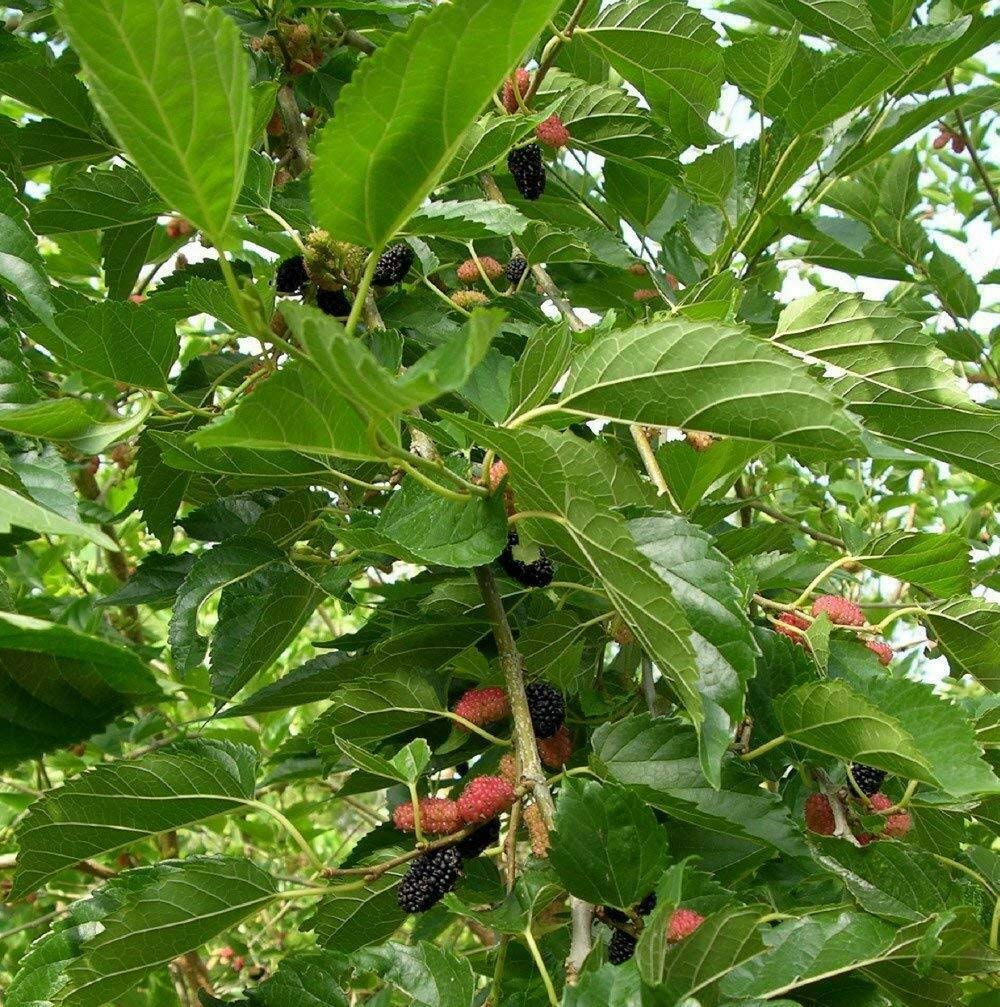 SmartMe Live Plant - Mulberry Plant Tree Dwarf Everbearing Morus Nigra Sweet Fruit 4" Pot Live Plant