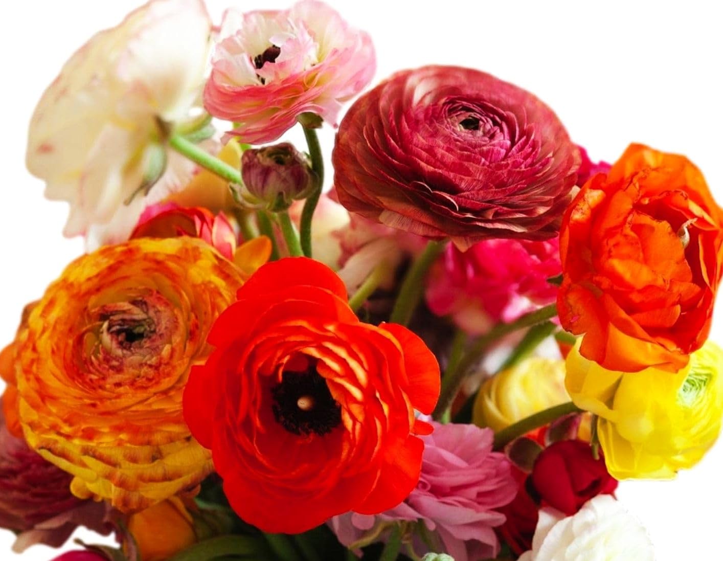 Mixed Peony Ranunculus Bulbs- Persian Buttercup -10 Corms Bulbs Flowering Blooms Perennial Bulbous Root Garden Plant (Mixed Color)