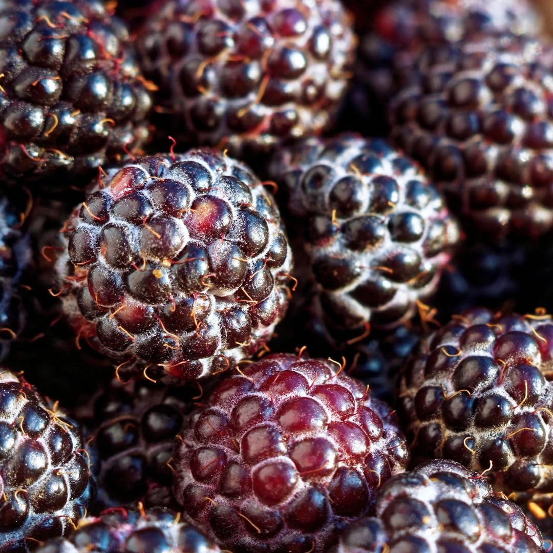 'Tahi' Black Raspberry Plant - Thornless Black Raspberry Plants - Live Plants (1)