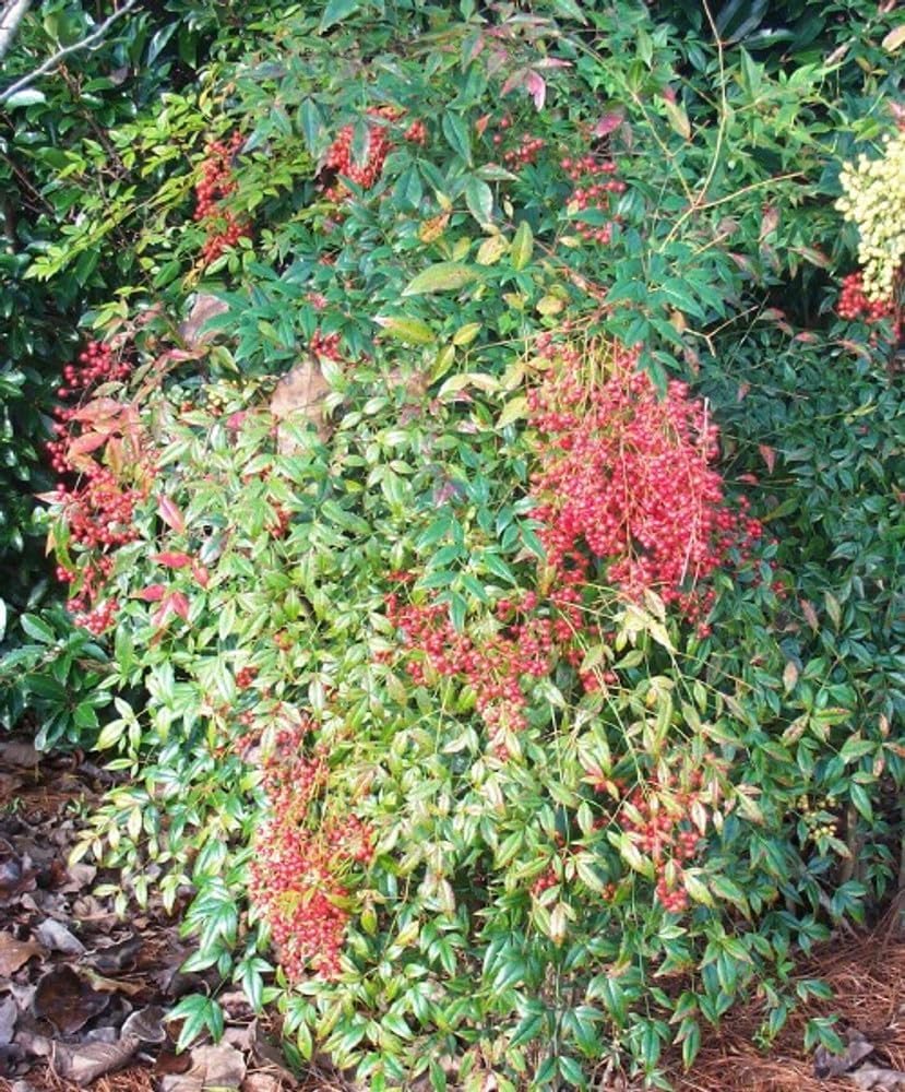 Nandina Domestica | 2 Extra Large Trade 3 Gallon Plants | Heavenly Bamboo | Vibrant Year-Round Color | Low Maintenance