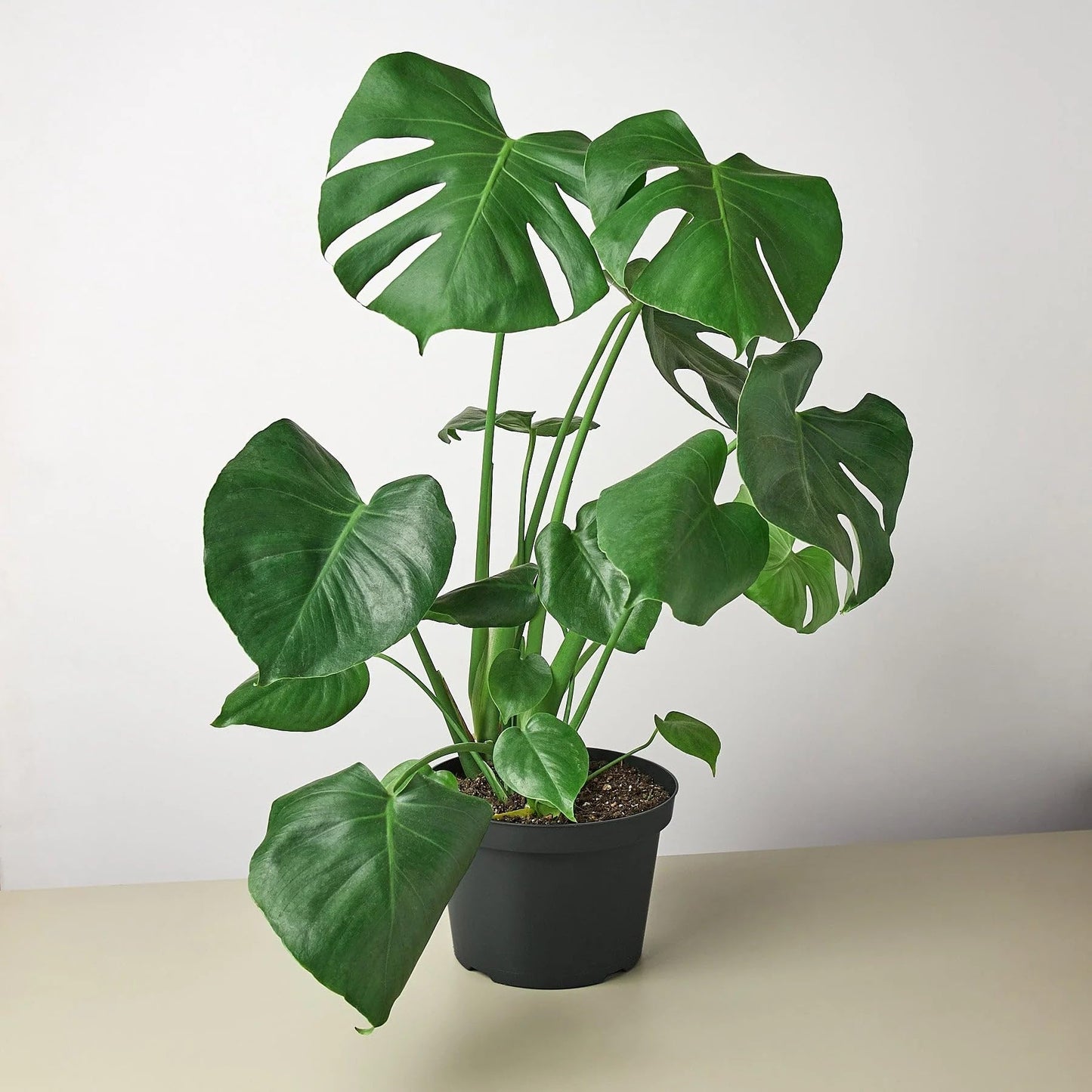 10 Pack Philodendron Monstera Split-Leaf in 6in Pot - Live Plants Tropical Houseplants | Variegated | USA Growers | The Snobby Leaf