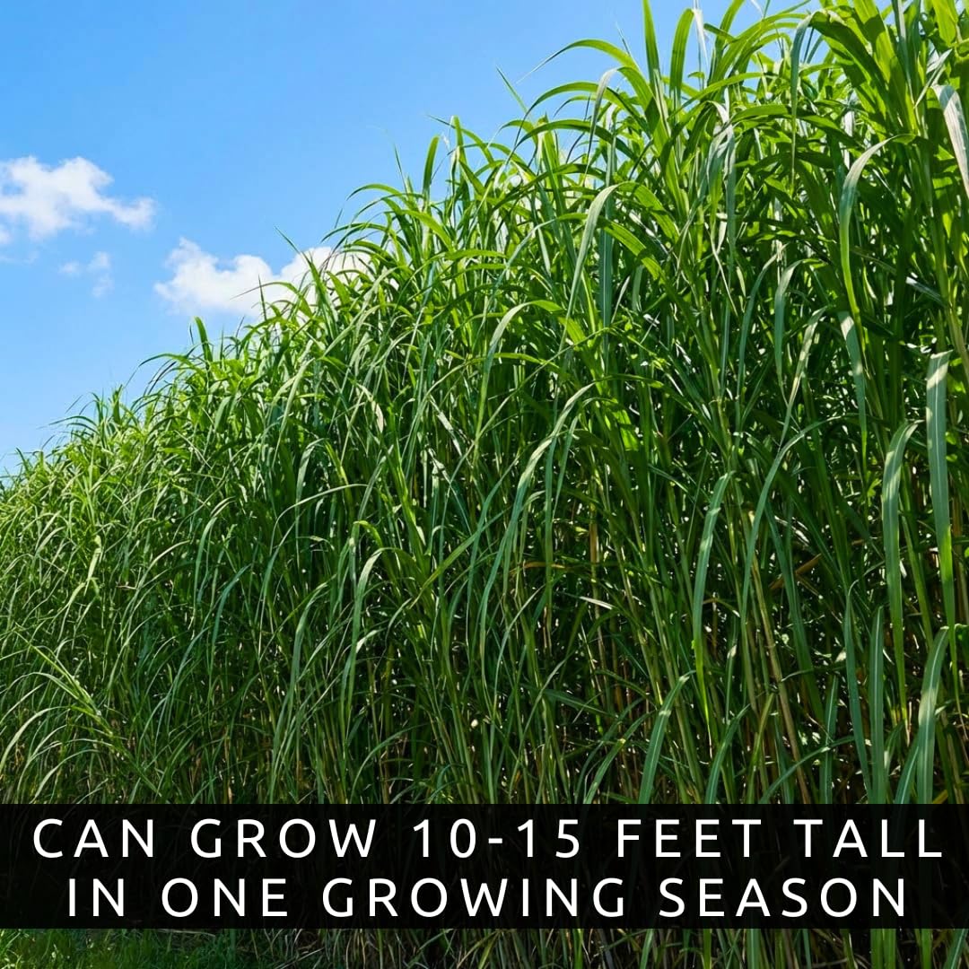 Elephant Grass Seeds - Tallest Grass in the World - Ships from Iowa, Made in USA (1,000 Seeds)