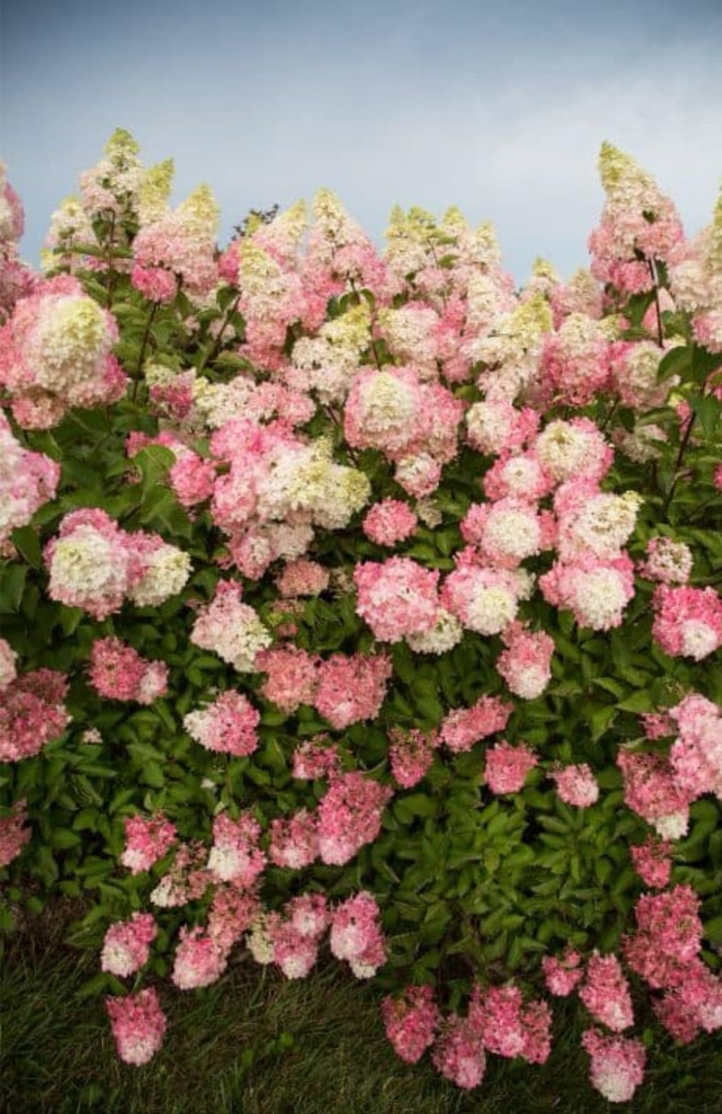 Live Plant - Hydrangea Well Rooted Starter Plant