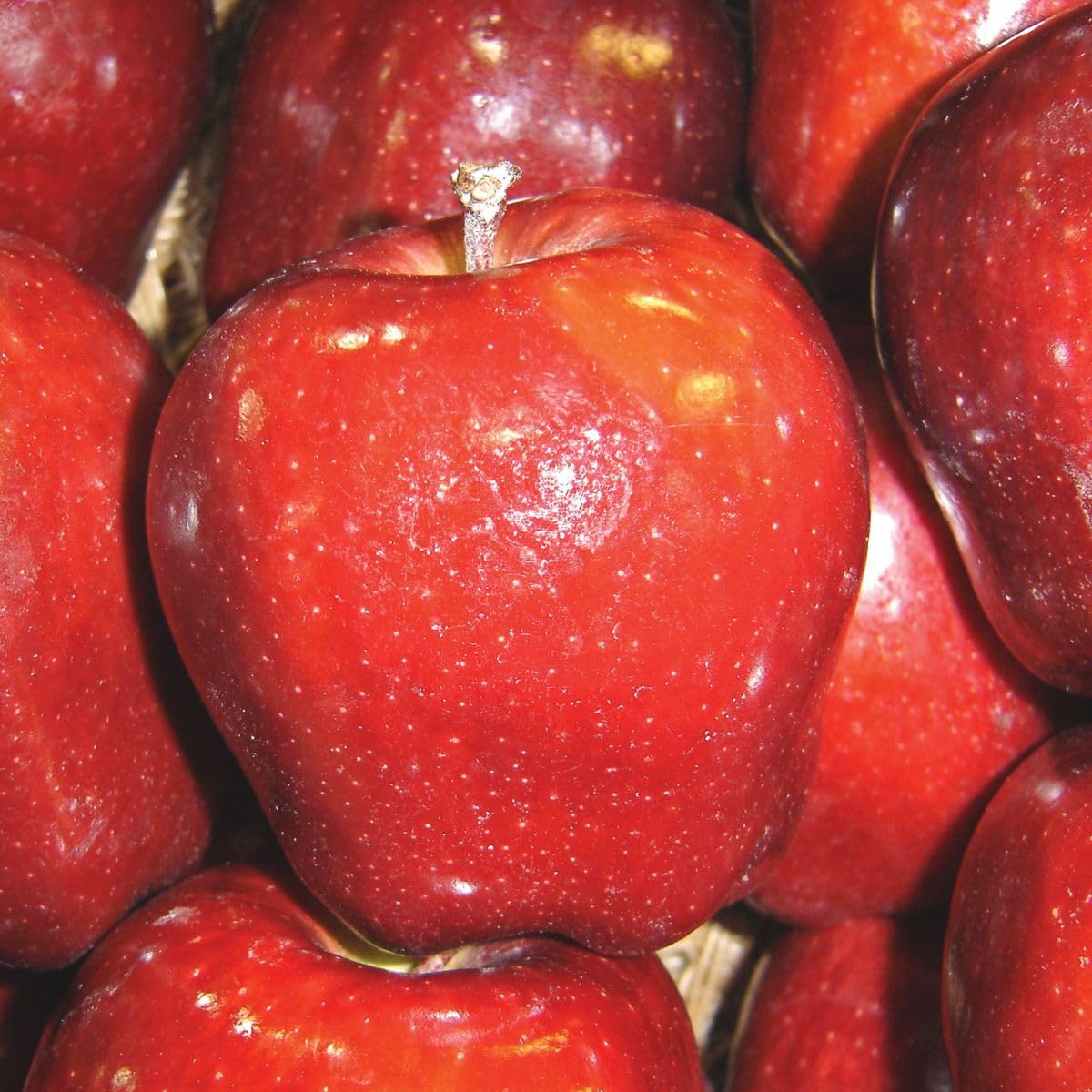 Red Delicious Apple Tree, 1 Gallon Live Nursery Pot, Sweet, Juicy Fruit | Arbor Day Foundation (Due to Agricultural Laws, Unavailable to CA, WA or AZ)