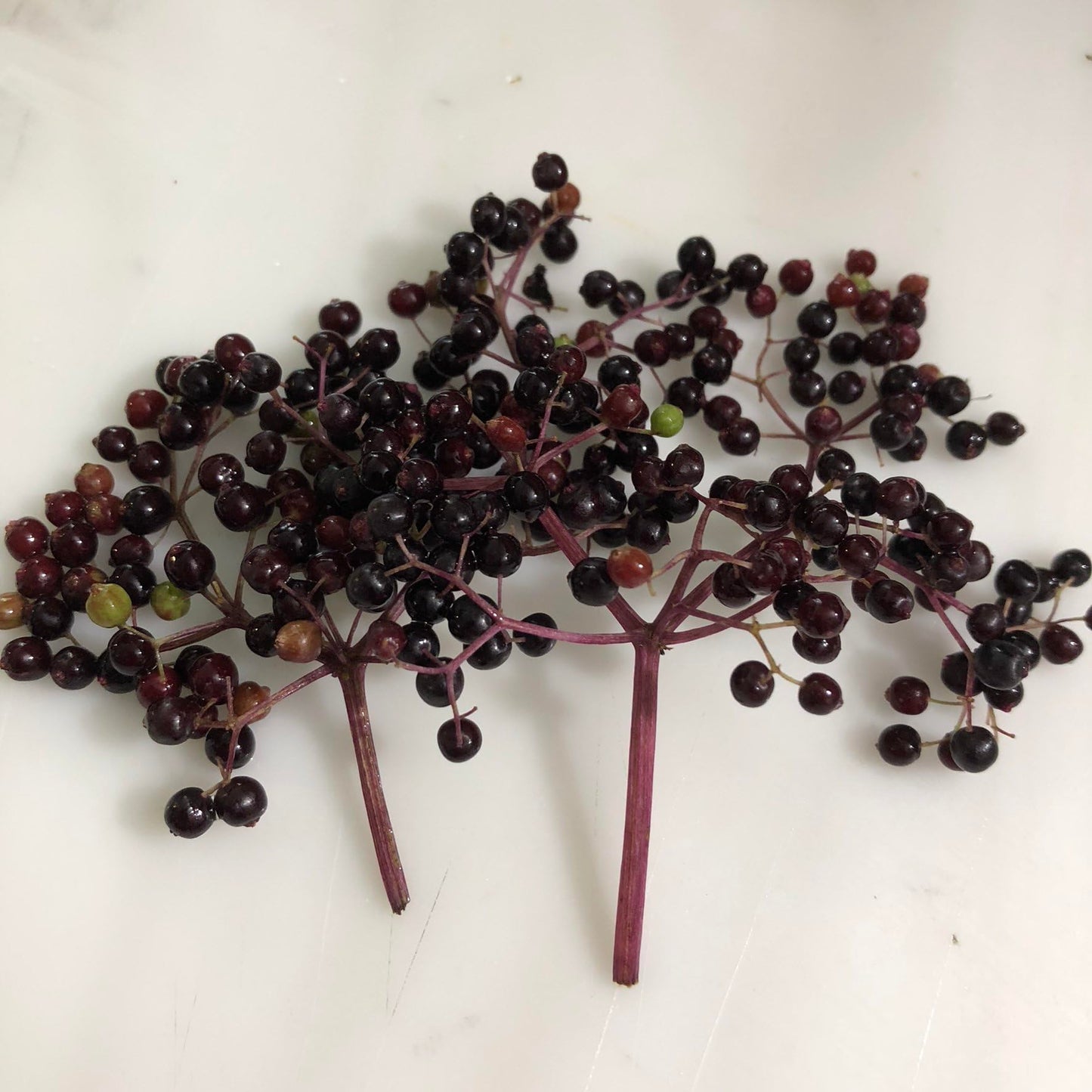 Smoke Camp Crafts Organic Elderberry Stake (Sambucus Canadensis) Perennial Elderberry Bush Starter Plant