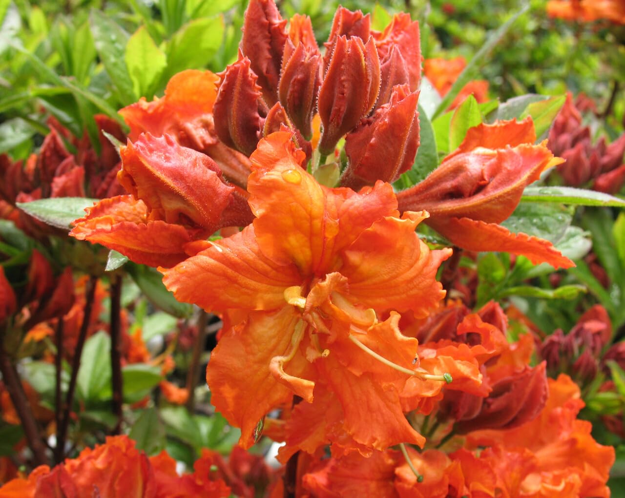 Live Plant - GibraltarAzalea RhododendronWell Rooted Starter Plant